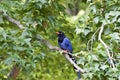 Taiwan Blue Magpie Royalty Free Stock Photo