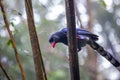 Taipei, suburbs, forest, birds, Taiwanese blue magpie