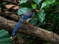 Taiwan blue magpie bird perching on a tree on the ground Royalty Free Stock Photo