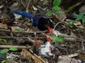 Taiwan blue magpie bird perching on a tree on the ground Royalty Free Stock Photo