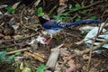 Taiwan blue magpie bird perching on a tree on the ground Royalty Free Stock Photo