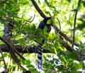 Taiwan blue magpie perched on a tree branch. Royalty Free Stock Photo