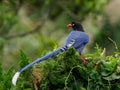 Taiwan Blue Magpie (Urocissa caerulea) Royalty Free Stock Photo