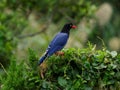 Taiwan Blue Magpie (Urocissa caerulea) Royalty Free Stock Photo