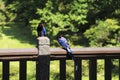 Taiwan blue magpie in Yangmingshan national park,  Taiwan Royalty Free Stock Photo