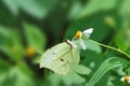 Taiwan Butterfly on a flower