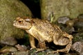 Taiwan Common Toad Royalty Free Stock Photo