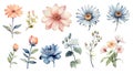 Taiwan Flowers Watercolor Collection on Clean White Background .