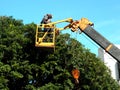 Taiwan, Kaohsiung - September 1, 2019: Workers use cranes to remove excess branches from the top of the tree.