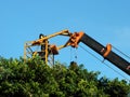 Taiwan, Kaohsiung - September 1, 2019: Workers use cranes to remove excess branches from the top of the tree.