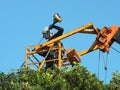 Taiwan, Kaohsiung - September 1, 2019: Workers use cranes to remove excess branches from the top of the tree.