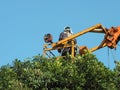 Taiwan, Kaohsiung - September 1, 2019: Workers use cranes to remove excess branches from the top of the tree.