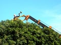 Taiwan, Kaohsiung - September 1, 2019: Workers use cranes to remove excess branches from the top of the tree.