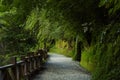 Taiwan, Lala Mountain, national forest, protected area, green, quiet, forest trail