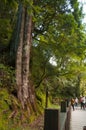 Taiwan, Lala Mountain, national forest, protected area, huge, thousand-year-old sacred tree