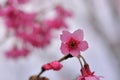 Taiwan Mountain Cherry Blossom Prunus campanulata Maxim