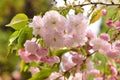 Taiwan Mountain Cherry Blossom Prunus campanulata Maxim