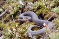 Taiwan Mountain Pitviper Royalty Free Stock Photo