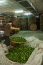 Taiwan's Chiayi City, Long Misato territory of a tea factory workers are hanging Oolong tea (tea first process: dry tea) Royalty Free Stock Photo