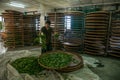 Taiwan's Chiayi City, Long Misato territory of a tea factory workers are hanging Oolong tea (tea first process: dry tea) Royalty Free Stock Photo