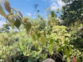 Taiwan's native plant - Callicarpa formosana Rolfe - was found on the ridgeline of Jinmian Mountain