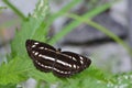 Taiwan's three lines butterfly