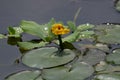 Taiwan`s unique floating leaf plant Royalty Free Stock Photo