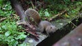 Taiwan Taipei, Yangmingshan Mountain, mountain attractions, Erziping, rich in ecological resources, the wild animal squirrel