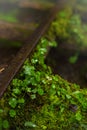 Taiwan, Taiping Mountain, Jianqing Old Road, forest trails, verdant green, green moss