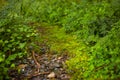 Taiwan, Taiping Mountain, Jianqing Old Road, forest trails, verdant green, green moss