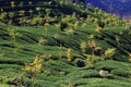 Taiwan tea fields - Alishan Royalty Free Stock Photo