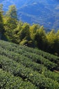 Taiwan tea plantation Royalty Free Stock Photo