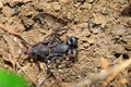 Taiwan Whip Scorpion