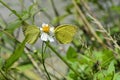 Taiwan Yellow Butterfly