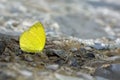 Taiwan Yellow Butterfly