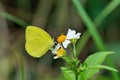Taiwan Yellow Butterfly