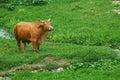 The Taiwan yellow cattle in a meadow, grass, cow, nature, animals