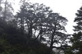 Taiwanese cedar forests in a misty day in QiLai mountains, northern Taiwan Royalty Free Stock Photo