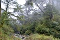 Taiwanese cedar forests in a misty day in QiLai mountains, northern Taiwan Royalty Free Stock Photo