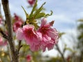 Taiwanese cherries or Fomosan cherries (lat.- prunus campanulata Royalty Free Stock Photo