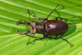 Stag beetle