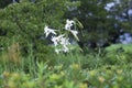 Taiwanese lily flowers. Royalty Free Stock Photo