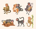 Taiwanese macaque monkey set