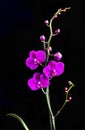 Taiwanese Phalaenopsis Orchid. Royalty Free Stock Photo