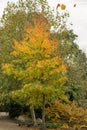 Taiwanese sweet gum Liquidambar formosana var. monticola winter foliage