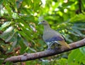Taiwanpapegaaiduif, Taiwan Green-Pigeon, Treron formosae