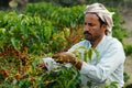 Yemeni farmer collects arabica coffee beans at the plantation in Taizz, Yemen. Royalty Free Stock Photo