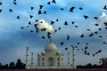 Taj Mahal Royalty Free Stock Photo