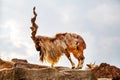 Tajik screw-horned goat (Markhur) with beautiful unusual horns standing on the edge of a cliff Royalty Free Stock Photo