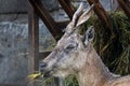 Tajik screw-horned goat (Markhur) at the Kaliningrad Zoo Royalty Free Stock Photo